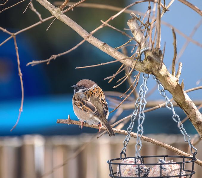 Field sparrow on a branch above the feeder by ManfredFotos
