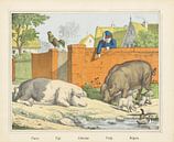 Porcs / Pigs / Schweine / Porgi. / Boars, firm of Joseph Scholz, 1829 - 1880 by Gave Meesters thumbnail