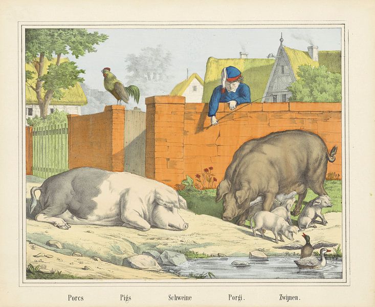 Porcs / Pigs / Schweine / Porgi. / Boars, firm of Joseph Scholz, 1829 - 1880 by Gave Meesters
