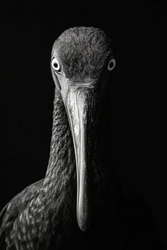 Ibis van Poster Art Shop