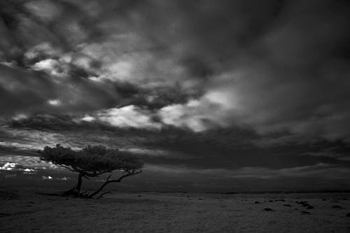 Dwingelderveld, Drenthe