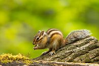 squirrel 1 by Blackbird PhotoGrafie thumbnail