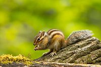 squirrel 1