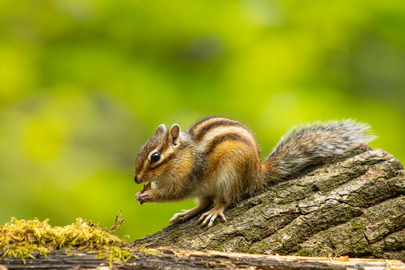squirrel 1 by Blackbird PhotoGrafie