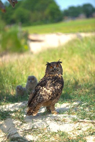 Hibou