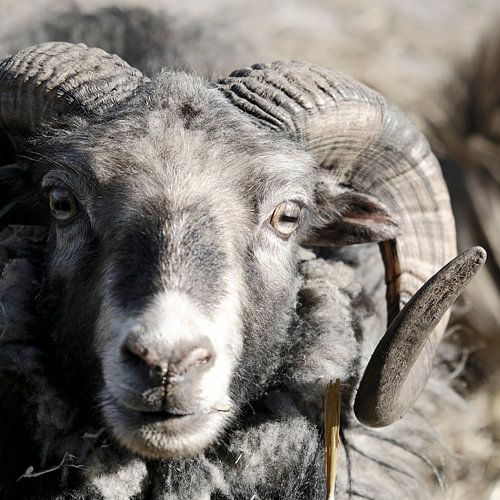 Ram portret close up