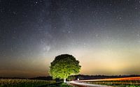 Striking tree at night by Erik Keuker thumbnail