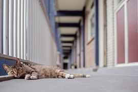 Katze auf der Galerie – sanfte Katzenfotografie in Pastellfarben