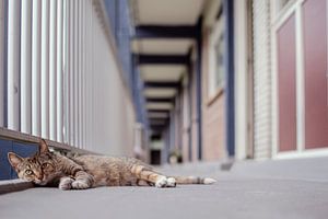 Katze auf der Galerie – sanfte Katzenfotografie in Pastellfarben
