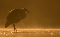 blauwe reiger