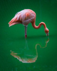 Flamant rose