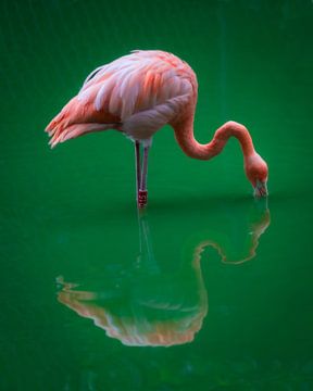 Flamingo van Andre Michaelis