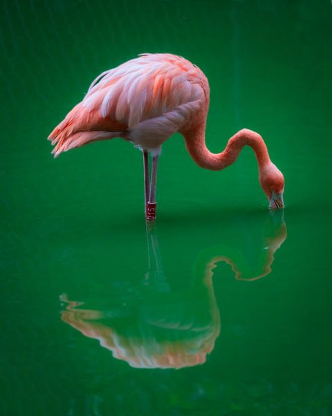 Flamingo by Andre Michaelis