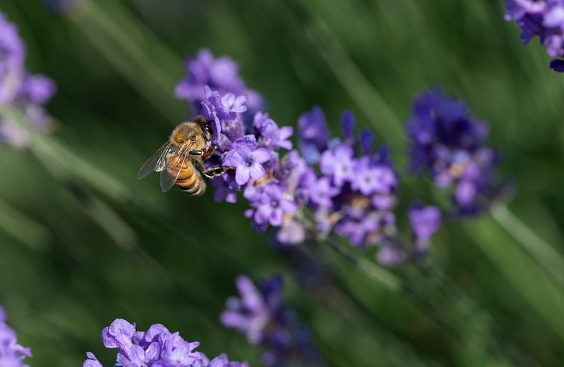Honigbiene sitzt auf Lavendel von Ulrike Leone