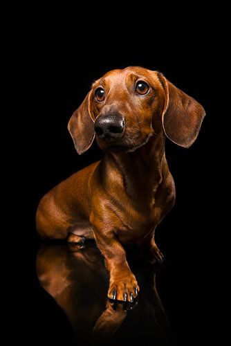 Dackelhund Welpe von Patrick Reymer