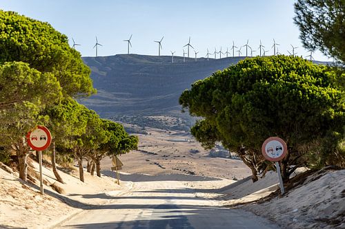 Een weg met pijnbomen en een duin, Duna de Valdevaqueros, Tarifa, Andalusië, Spanje