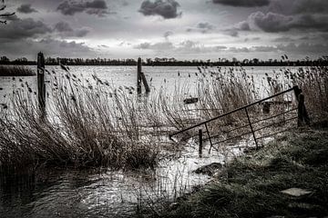 Biesbosch van Photobywim Willem Woudenberg