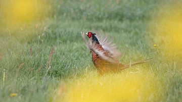 Pheasant between the flowers by Bas Ronteltap