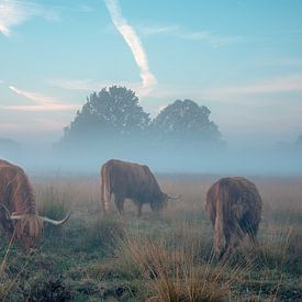 Schotse hooglanders van Bianca Scholten