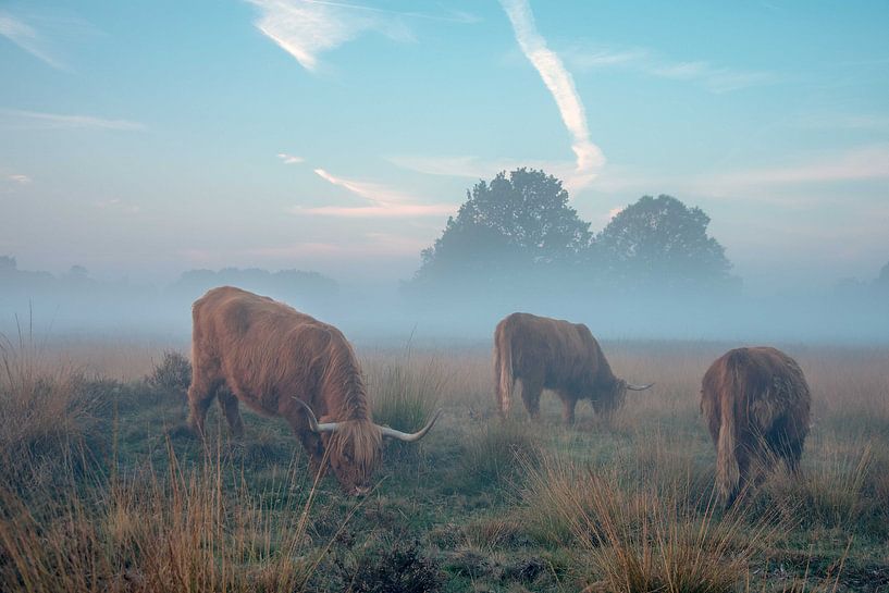 Schotse hooglanders by Bianca Scholten