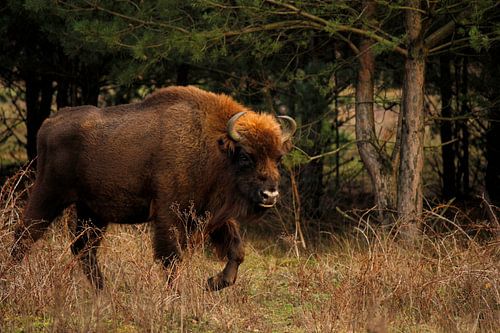 Wisent in de Maashorst