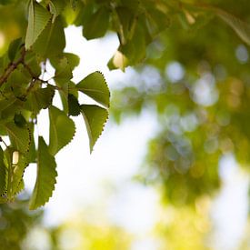 Nature sur Elmar Marijn Roeper