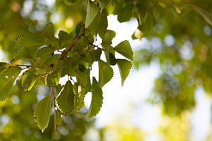 Natur