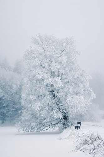 Winterliche Ruhe – vereister Baum in verschneiter Landschaft