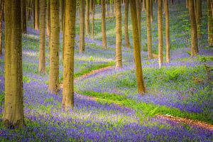 Hallerbos