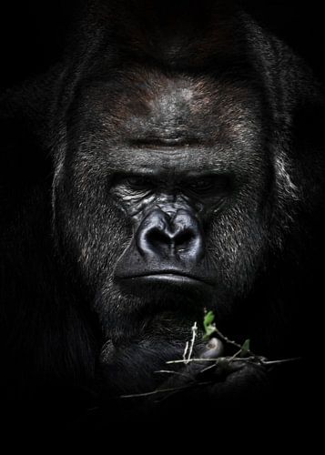 Droevige en zware reflecties van een sterke mannelijke gorilla over een groen takje herinneren aan h