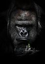 Droevige en zware reflecties van een sterke mannelijke gorilla over een groen takje herinneren aan h van Michael Semenov thumbnail