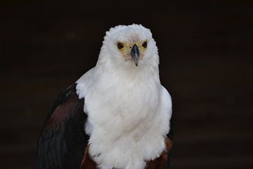 African Fish Eagle by Alex Hartema