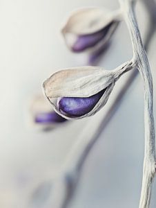 Purple Seed