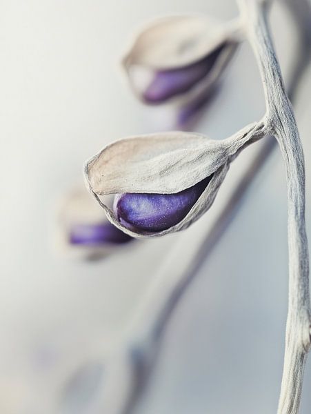 Purple Seed von Treechild