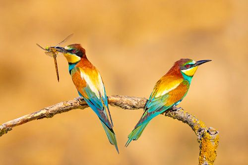 Bijeneter, Merops apiaster