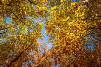 Autumn colours against a blue sky