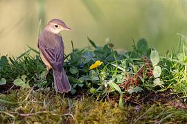 Sumpfrohrsänger (Acrocephalus palustris) von Dirk Rüter
