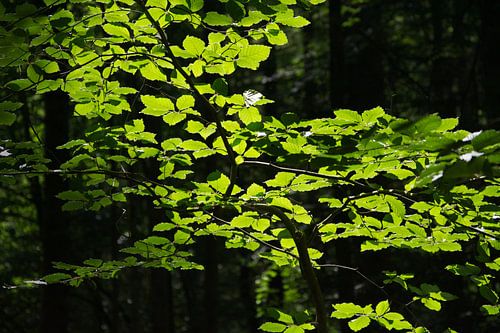 Verlichte bladeren in donker bos