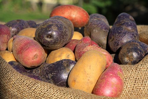 Verschillende aardappelrassen