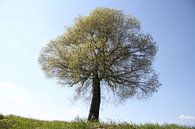 Baum mit frischen Laub im Frühling bei Bad Neustadt von Martin Flechsig Miniaturansicht