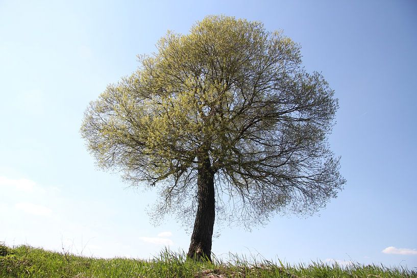 Baum mit frischen Laub im Frühling bei Bad Neustadt von Martin Flechsig