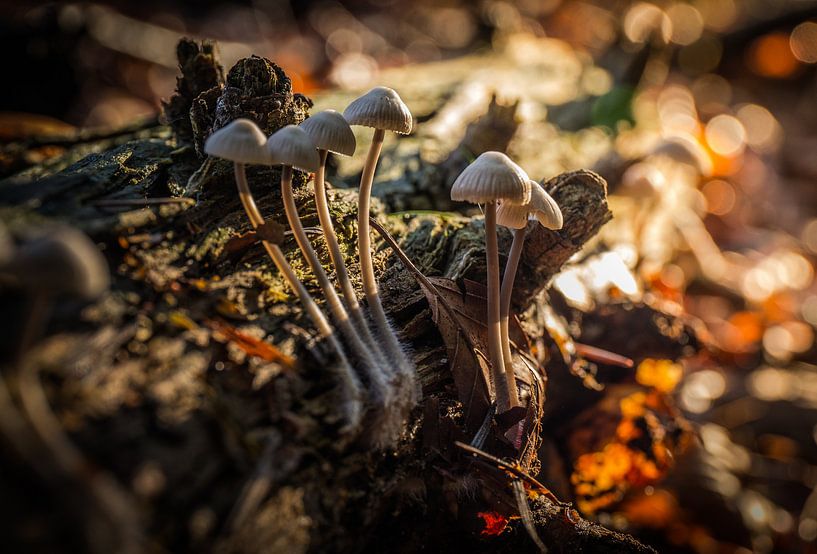 autumn mushroom ( Beech taailing ) by Martijn van Steenbergen