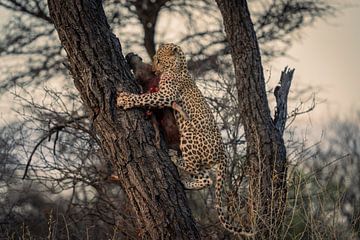 Léopard chassant dans la nature en Namibie sur Patrick Groß