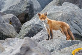 Renard debout sur des rochers sur Dennis Schaefer
