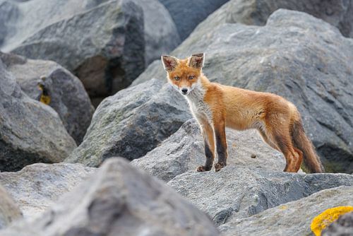 Renard debout sur des rochers sur Dennis Schaefer
