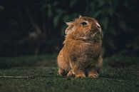 Konijnen van Larsphotografie thumbnail