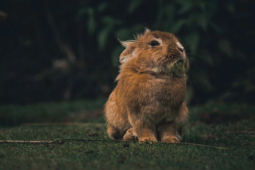 Konijnen van Larsphotografie