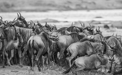 Migration of Wildebeests in Tanzania