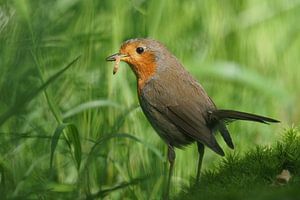 Robin mit Mittagessen