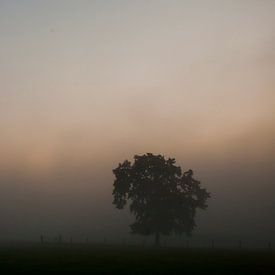 Bomen in mist von Ivo Heus